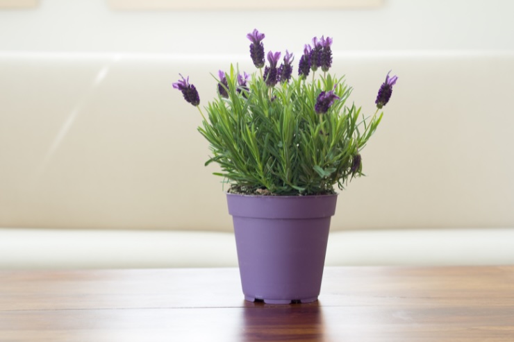 pianta di lavanda 