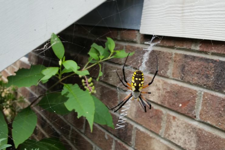 ragno sul muro fuori da una casa