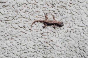 geco in casa