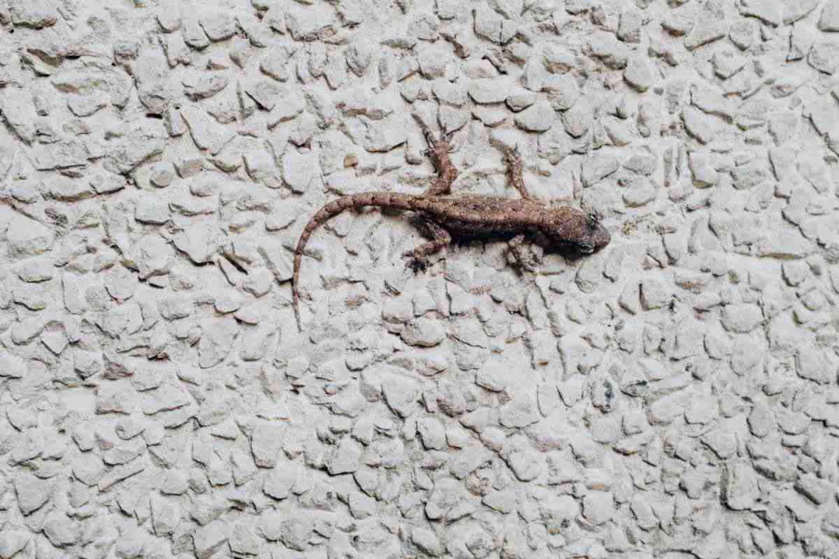 geco in casa