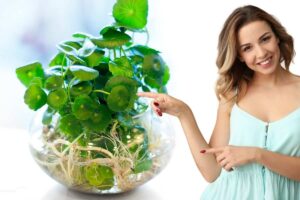 pianta in vaso vetro idrocultura e donna che indica