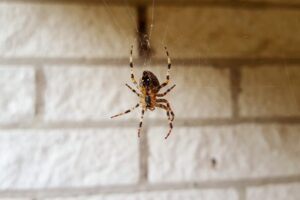 ragno penzolante in casa di fronte a muro