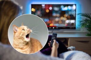 streaming tv e gatto